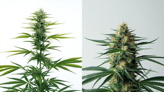 Cannabis Strains Explained: Sativa vs. Indica vs. Hybrids